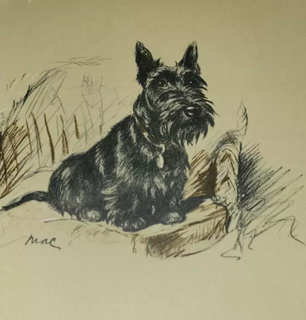 Scottish Terrier Black Dog Drawing by  Drawing by Lucy Mac Dawson Art Print 1937