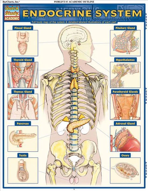 ENDOCRINE SYSTEM: QUICKSTUDY Laminated Anatomy Reference Guide by ...