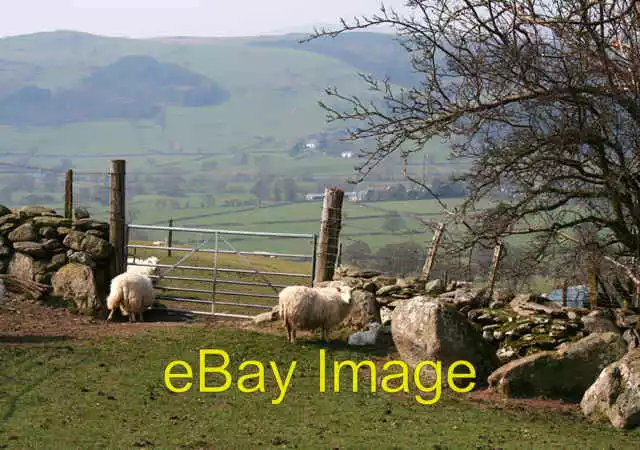 Photo 6x4 Sheep and lamb by drystone wall Llandrillo View east across the c2007