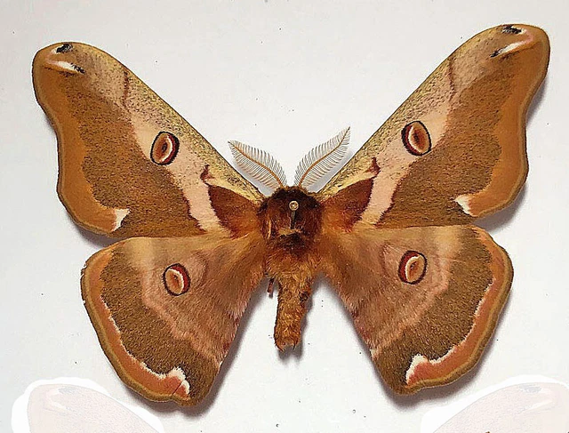 Saturniidae SATURNIA JONASII*****male   ****** JAPAN