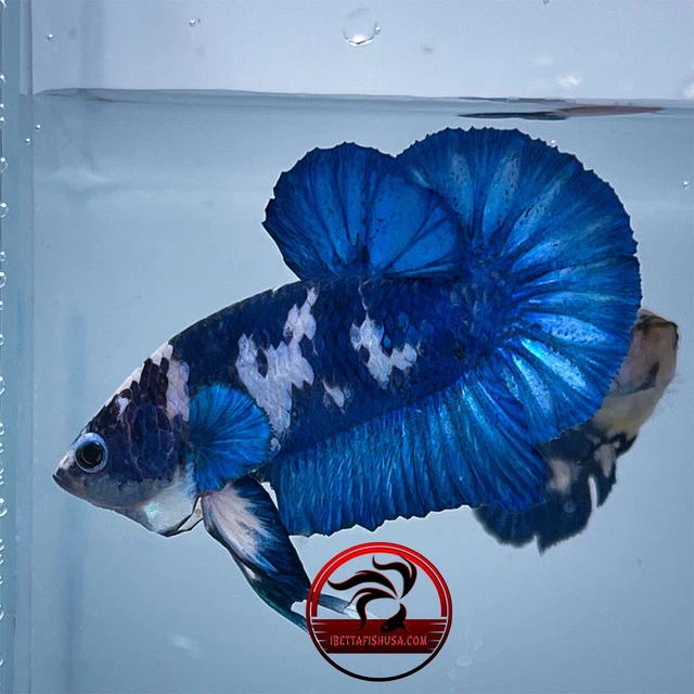 Live Betta Fish Male Blue Panda (Marble) HMPK "USA SELLER"