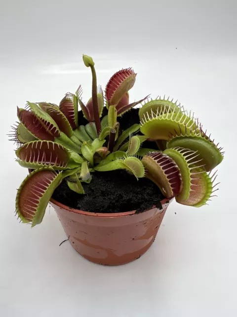 Pianta Carnivora Dionaea