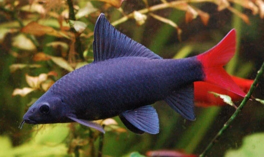 1 REDTAIL(shark) AND 1 RAINBOW(shark) LIVE AQUARIUM FISH ACTIVE SMALL SCAVENGER