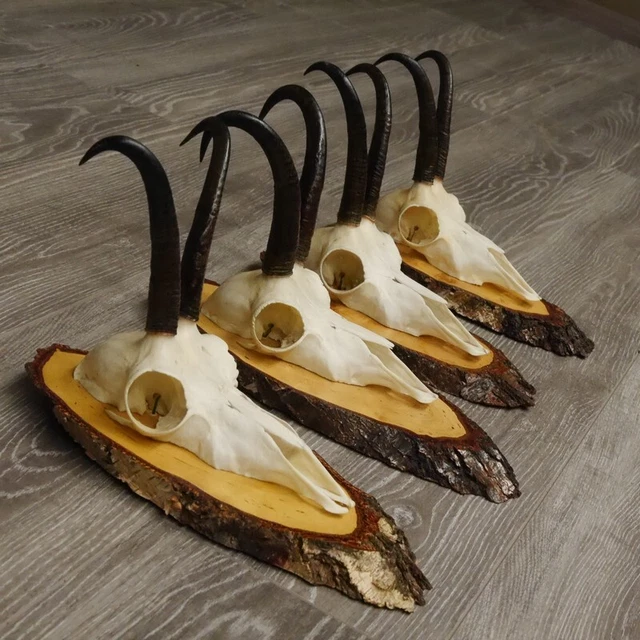 4 Pieza Gamuza Cornamentas En Baumscheibe Signos Hl 17,9cm-21,1cm 3