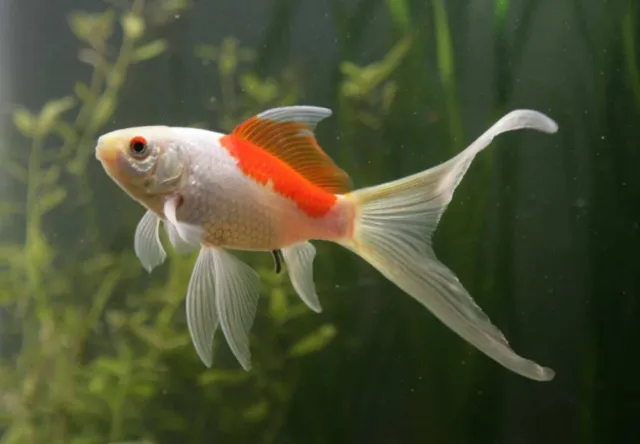 1 Live Sarasa Comet Fancy Goldfish Premium Freshwater Tropical Pond Fish Grade A