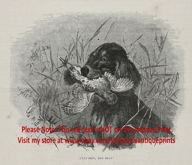 Dog Gordon Setter Retrieving Game Bird Hunting, 1880s Antique Print
