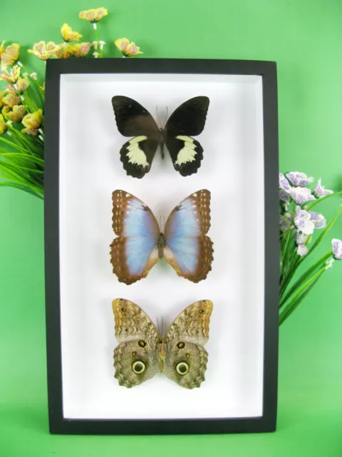 3 real beautiful and huge butterflies in the XXl showcase - single piece - 12