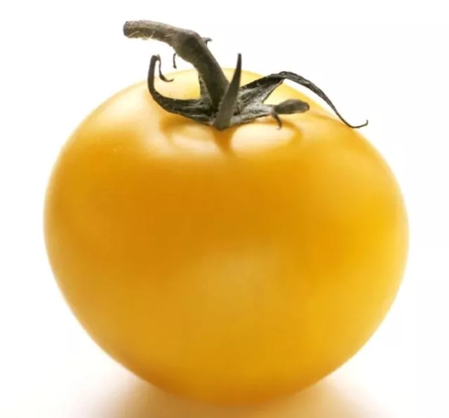 TOMATE ORO GIGANTE giant yellow golden   25 semillas  - seeds