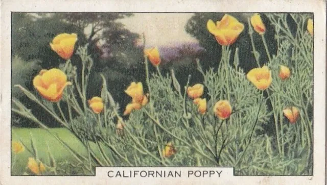 Gallaher Cigarette Card - Garden Flowers 1938 -  9 Californian Poppy