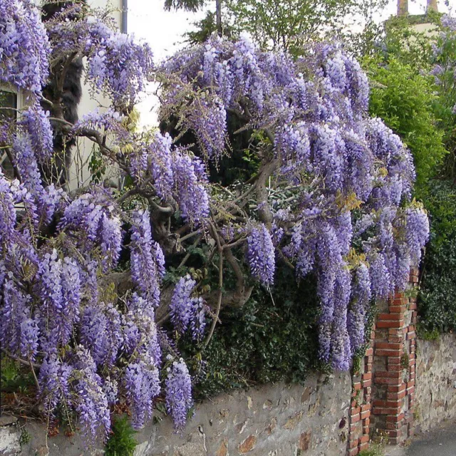 Wisteria sinensis - Glycine de Chine grimpante bleue