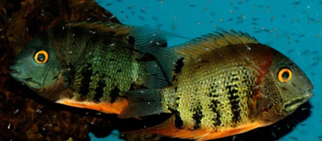 1 Small Unsexed Red Head Severum Live Tropical Fish