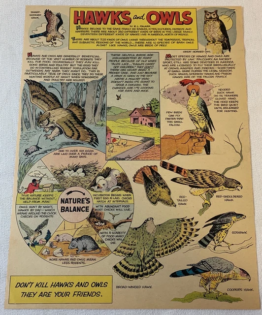 1961 cartoon page ~ HAWKS AND OWLS