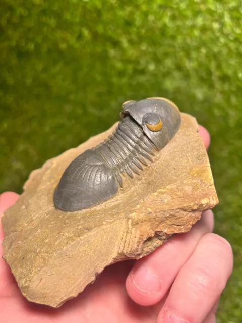 Trilobite Fossil Paralejurus - Foum Zguid, Morocco 3