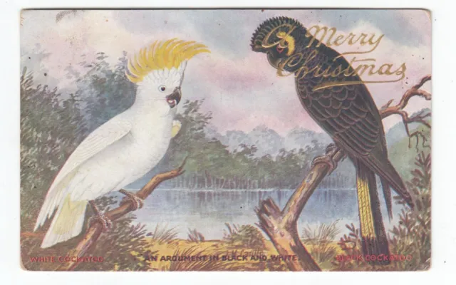 Argument in Black & White Cockatoos Australia OLD POSTCARD sent 1905 - nice card