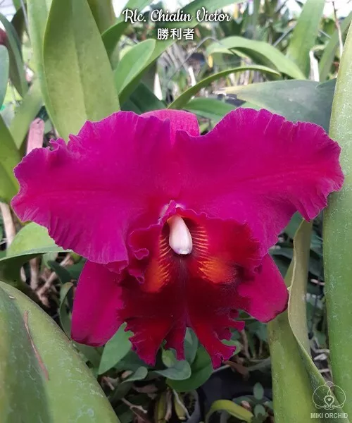 Orchid Orchidee Cattleya (Rlc.) Chialin Victor (8 Sr)