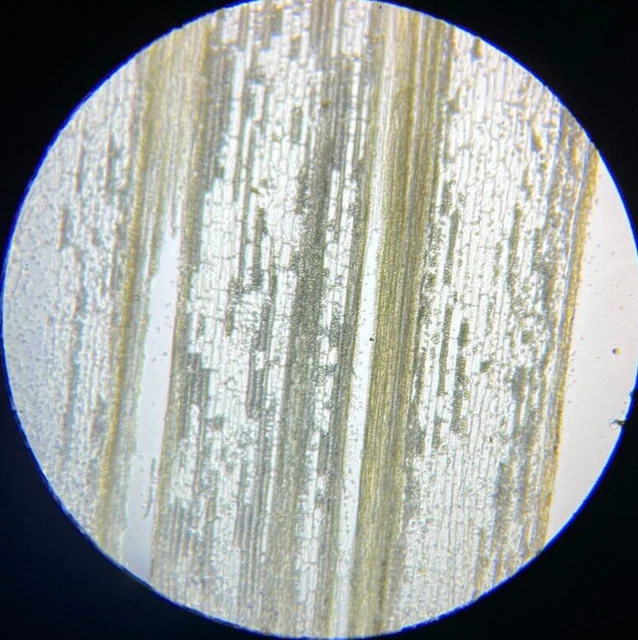 19th c J.D. Moller Microscope Botanical Slide Sarsaparilla Root Honduras