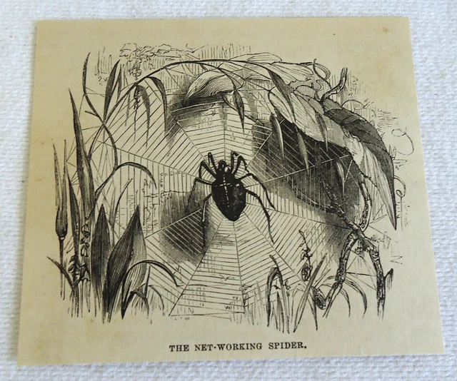 Piccolo 1882 Rivista Incisione ~ Net-Working Ragno
