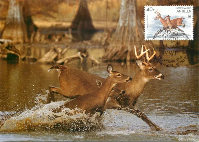 E0008 WWF Maximum Card 1992 Fauna Animals Antilles White-tailed Deer