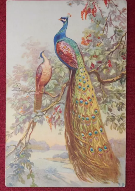 Animal Artist Signed Postcard / Beautiful Bird - Peacock / 4.