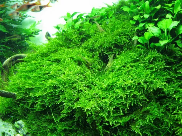 10 to 250g Java Moss - live aquarium carpet plant bogwood ornament