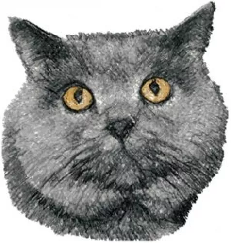 Embroidered Sweatshirt - British Shorthair Cat AED16247 Sizes S - XXL