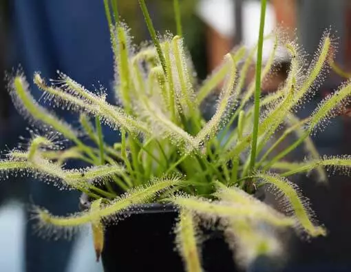 Drosera Capensis 'White Form' 25 / 100 Seeds - Carnivorous Plant Sundew 2022