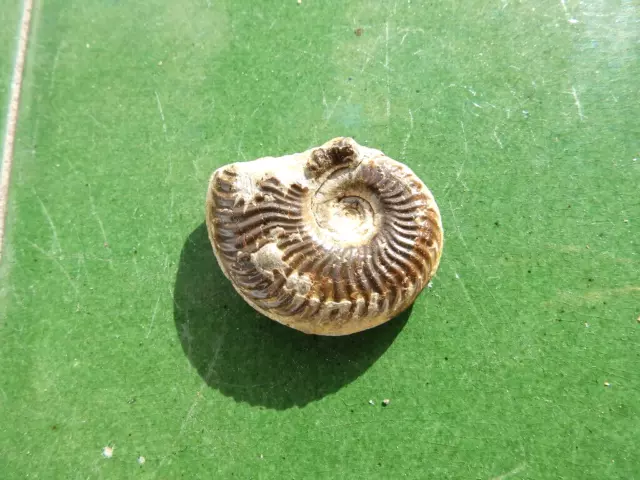 Fosiles Ammonite " Bonito Pseudogrammoceras  Pirit.  Aveyron (Francia) - 11A22 " 3