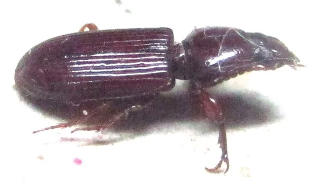 M008 PA : Carabidae species? 6mm************************************