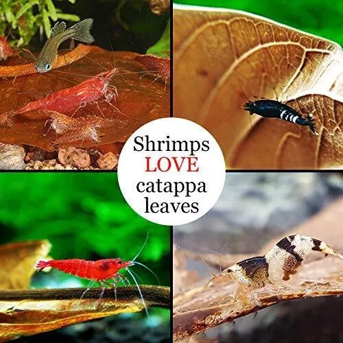 50 PCS Catappa Leaves  Shrimp Aquarium Ketapang Leaves Indian Almond Leaves