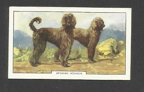 85 Yr Old Original Afghan Hounds Vintage Photo Trade Ad Card Dog Large Breeds