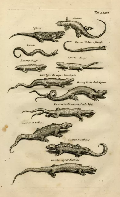 Antique Print-TRUE LIZARD-SKINK-GREEN LIZARD-LACERTA-Jonston-Merian-1657
