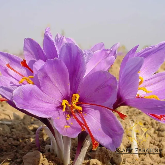 Saffron Autumn Crocus Sativus Flowering Plant Perennial Herb Spice Food 50 Seeds