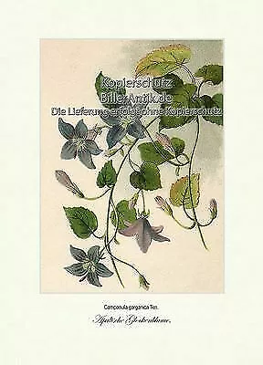 Apulische Glockenblume Stern-Polster-Glockenblume Campanulaceae Vilmorin A4 142