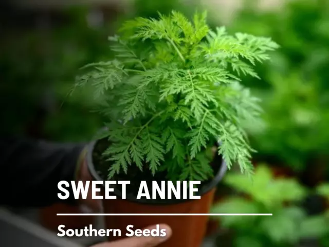 Sweet Annie - 50 Seeds - Medicinal Herb - GMO Free  (Artemisia annua)