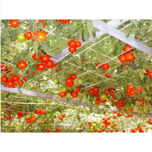 25 graines TREE PLANT GIANT TOMATO TOMATO GIANT TREE + CADEAU GRATUIT+cadeau