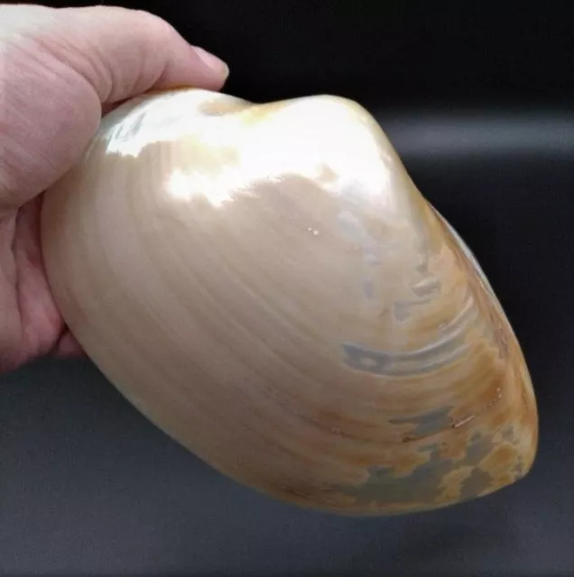 Natural Pearlized Clam Shell Large 7" x 4" Great for Home Décor or Trinket Tray