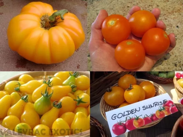 Yellow Tomato package - GELBE TOMATEN - 4 varieties - 40+ Seeds - Samen -V 147