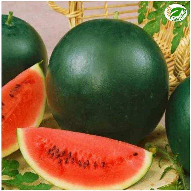 01264 TZÍMBALO: Solanum Caripense – Repositorio Digital: Flora De La Mitad Del Mundo, UETMM - Foto 8