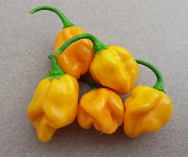 Burkina Yellow - 20 quality organic hot chili pepper seeds