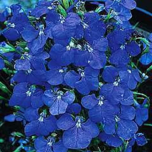 50 + Lobelia Regatta Bleu Arrière Graines de Fleurs Vivaces