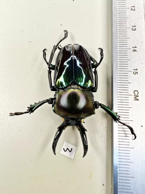 Lucanidae Dorcus Coleoptera Special Colour Phalacrognathus Muelleri No Data