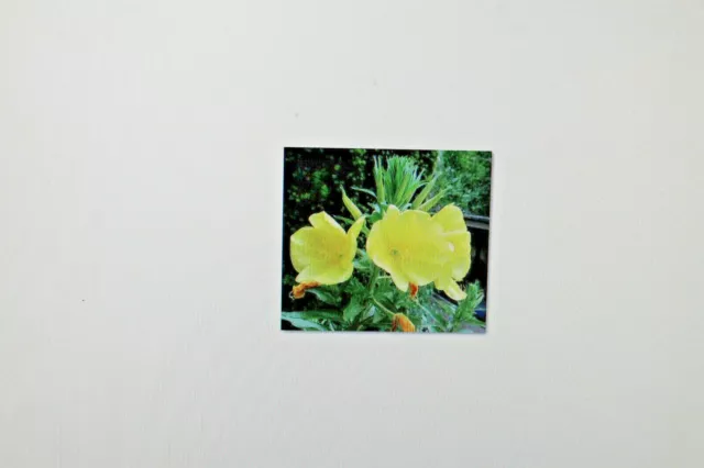 20 Samen Duft-Nachtkerze,Oenothera odorata,Duftpflanze #88
