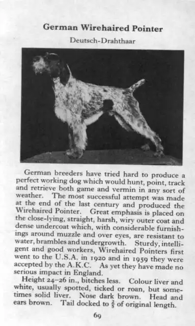 German Wirehaired Pointer - 1970 Vintage Dog Art Photo Print - MATTED GIFT
