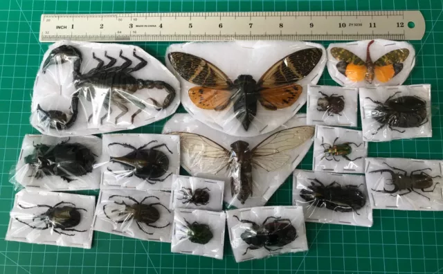 Set of 15 Beetle Taxidermy Dried Insect Teaching Collection Gift for Kids