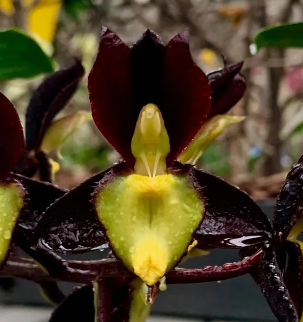 Catasetum Hybride ´Black Star´ Duft NEW Orchidee Orchideen Cycnoches Clowesia