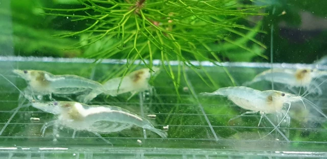 10+1 Snow Ball Shrimp Freshwater Neocaridina Aquarium Shrimp. Live Guarantee