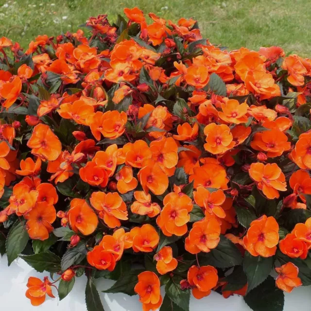 Impatiens – Dwarf Baby Orange - 100 Seeds