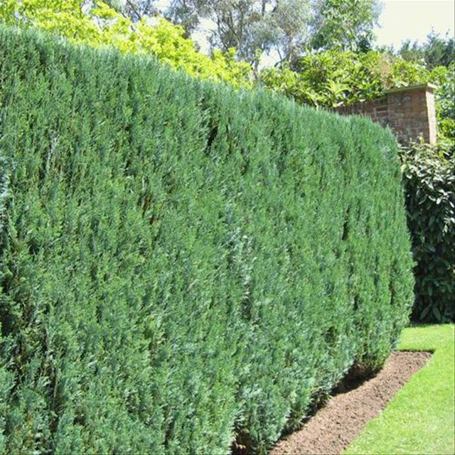 LAWSON'S CYPRESS - Chamaecyparis Lawsoniana - 50 Seeds - Hedging or bonsai  1.29 - PicClick UK