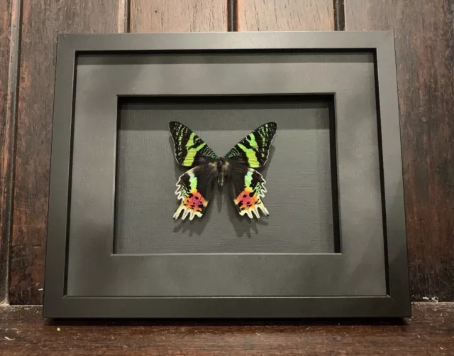 Framed Moth,  Sunset Moth, Urania Rhipheus , insect taxidermy