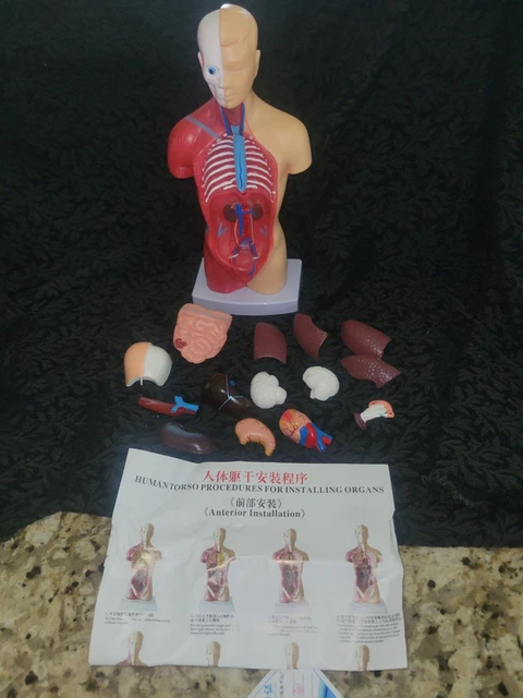 HUMAN TORSO BODY Model Anatomy Anatomical Medical Internal Organs for ...